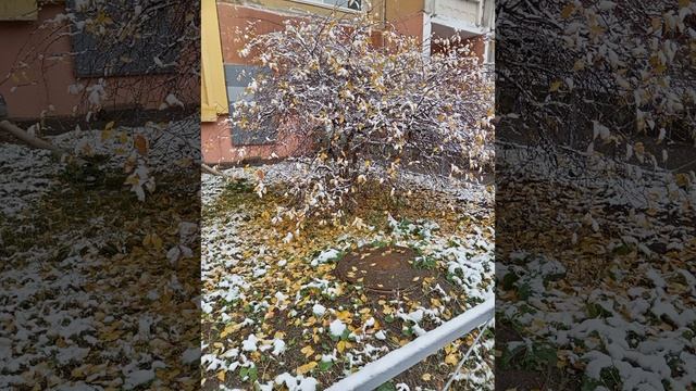 ГУЛЯЕМ С БАСИКАМИ | приближение зимы ❄️🌨️