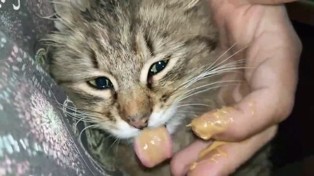 Кошкам нельзя сладкое? Если нельзя, то почему кошка ест арахисовую пасту?)))