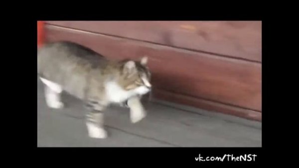 Eblan TV - Выпуск 03 - Про птичек и животных