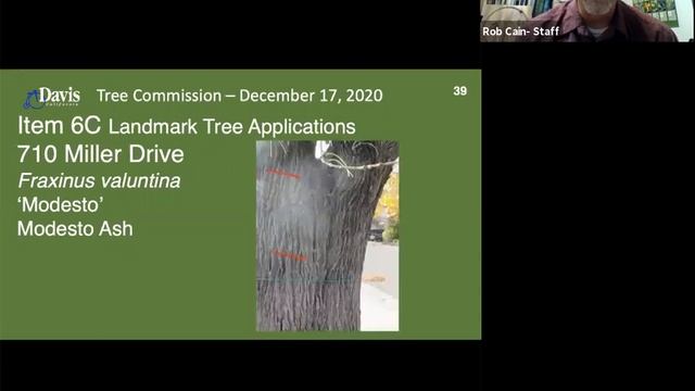 Tree Commission - December 17, 2020 смотреть онлайн