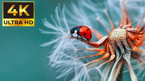 СНОГСШИБАТЕЛЬНОЕ ВИДЕО В 4К КАЧЕСТВЕ