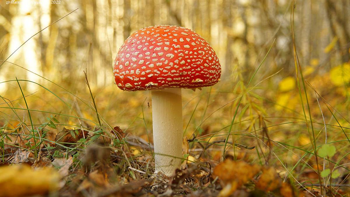 В ЛЕС за грибами поздней осенью. смотреть онлайн