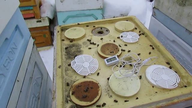 пчеловодство на ячейке 4,9 мм - часть 44, пчела на основе карники в феврале 1.02.2024 смотреть онлайн