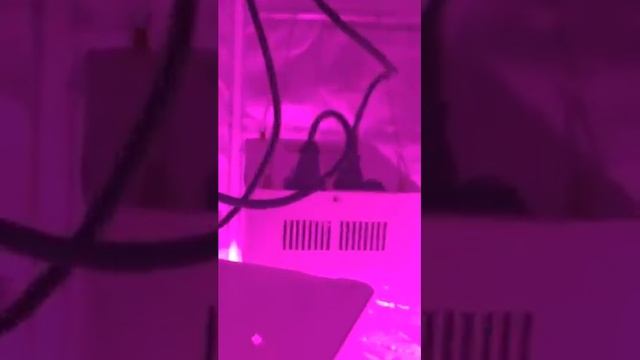 Bozily LED Grow Light, 300W Full Spectrum Grow Lights for Indoor Plants Auto On/Off смотреть онлайн