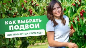 Как выбрать подвои для шикарных урожаев? #подвои #сад #огород #плодовыедеревья #яблоня #вишня