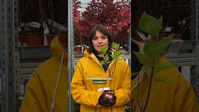 Наша сирень в саду у королевы Великобритании👑