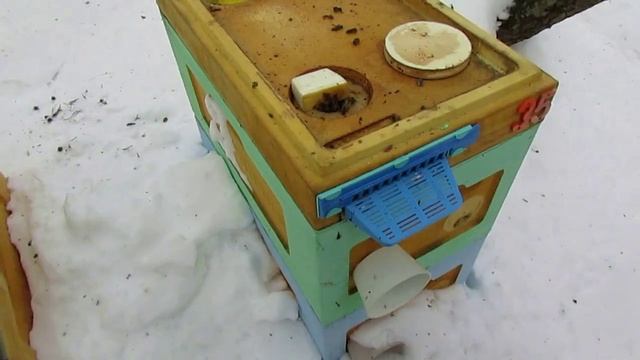 пчеловодство на ячейке 4,9 мм - часть 45, бакфаст Ральфа Кольбе в феврале 26.02.2024 смотреть онлайн