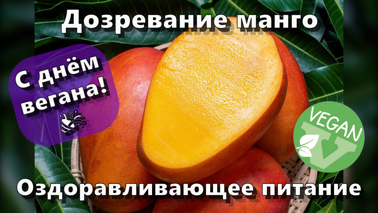 Дозревание манго — С днём вегана! 🎉 — Оздоравливающее питание смотреть онлайн