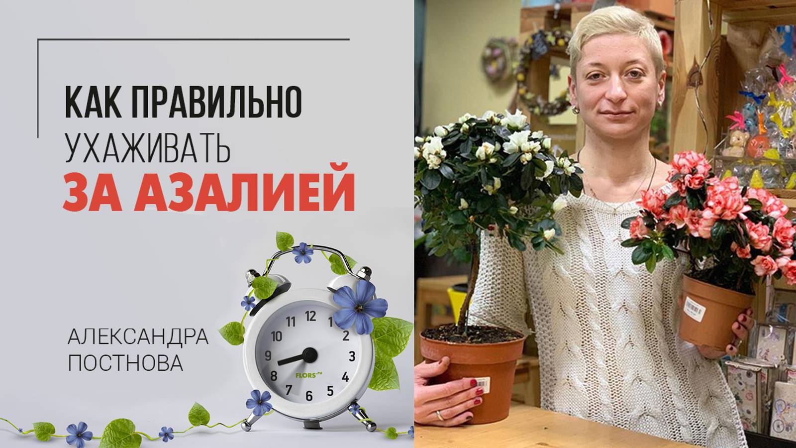 Азалия. Красивое цветущее комнатное растение. Как правильно ухаживать за азалией. Полив, пересадка. смотреть онлайн