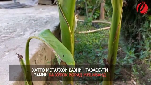 Чем вредны пальчиковые батарейки смотреть онлайн