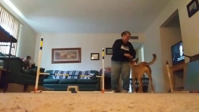 Task Training - Retrieval to Basket 4 Game Rhyannon смотреть онлайн