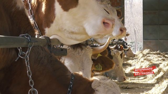 Veterinari bez granica ep. 250 14.02.2024. смотреть онлайн