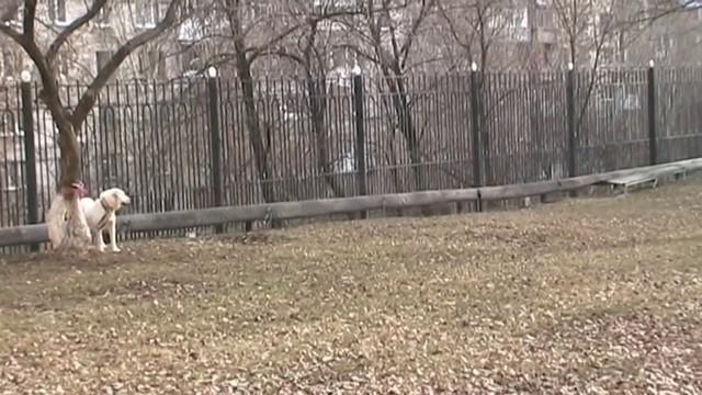 Гунча смотреть онлайн