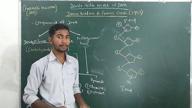 Double Helix Model of DNA || Class 11th-12th || CBSE || CGBSE || Logic Coaching Center Bemetara смотреть онлайн