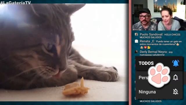🔴 TODO SOBRE MI GATO 😻 LA GATERÍA TV EN VIVO 19/6/20 смотреть онлайн