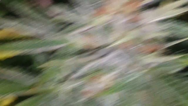 scrog Deep water culture Top Feed смотреть онлайн