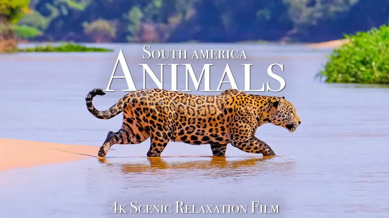 Animals of South America 4K - Scenic Wildlife Film With Calming Music смотреть онлайн