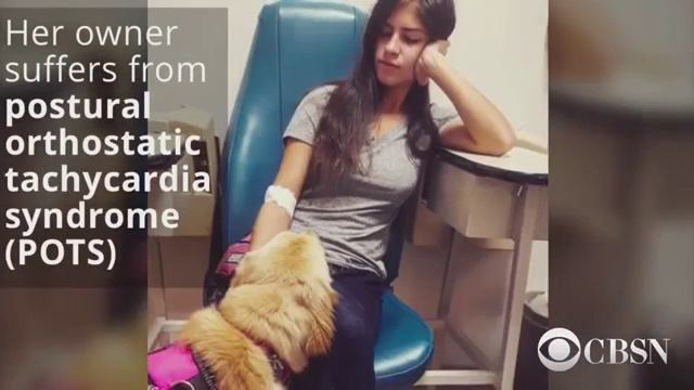 This service dog in training does laundry and goes shopping like a human смотреть онлайн