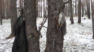 ОХОТА НА КУНИЦУ КАПКАНАМИ / ОХОТА НА ПУШНИНУ С ЛАЙКАМИ. Сезон 24-25г.