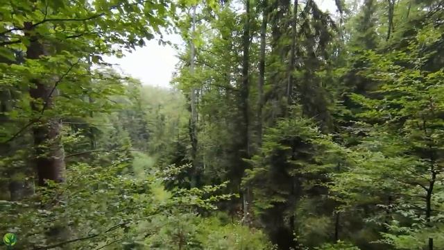 Лес, реки, горы.Завораживающая природа и пейзажи, расслабляющая музыка для отдыха смотреть онлайн