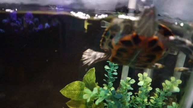 *COMPLETE* Turtle Tank Tour! (With DIY Basking Dock) *Product Links below* смотреть онлайн