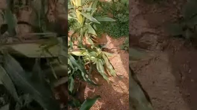 THEY PREY! смотреть онлайн