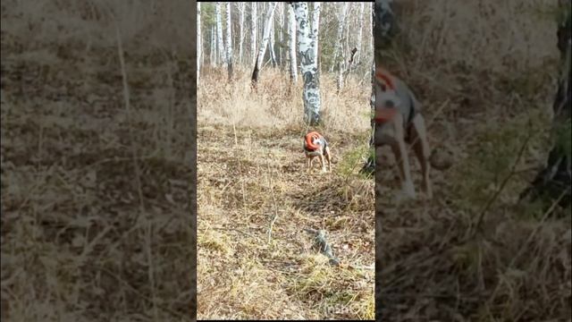 Стаффорд, подзыв с игрушкой