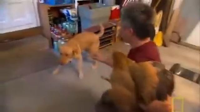 Dog Attacking Backyard Chickens - Training To Reduce Prey Drive смотреть онлайн