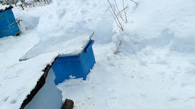 зима продолжается. как разгадать коллапс у пчел. смотреть онлайн