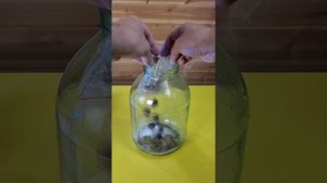 Имитация Французский коньяк
