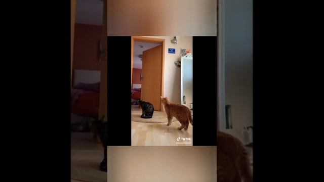 Hi guys, let's have fun for you all. top best jokes#@jomiyuztv8054 смотреть онлайн