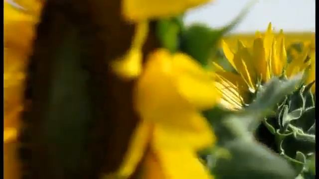 подсолнухи смотреть онлайн