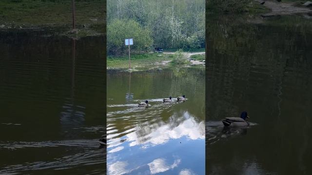 Беременный май