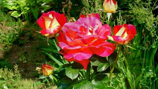 ДАЧА: ИЗ ВЕСНЫ В ОСЕНЬ смотреть онлайн