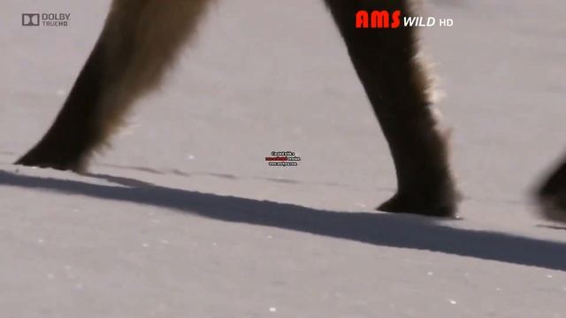 Smart red fox Hunting under snow in an incredible way HD смотреть онлайн