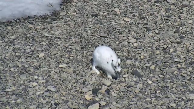 Caribou and Arctic Hare on Cape South Polar Bear cam. 24 May 2018 смотреть онлайн
