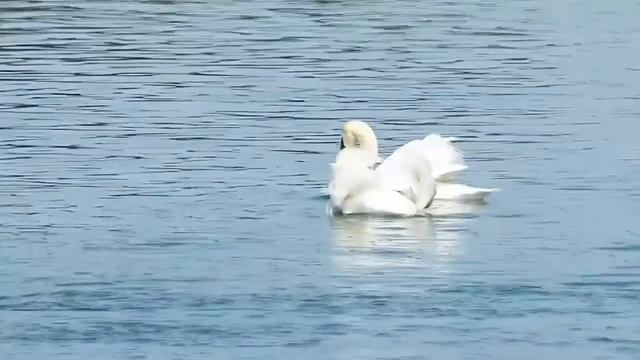 ЛЕБЕДИНЫЙ ВАЛЬС смотреть онлайн