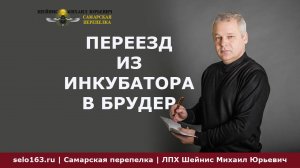 переезд перепелят из инкубатора в брудер