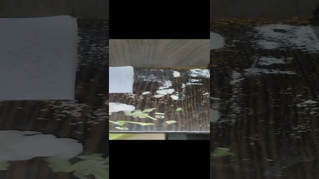 У нас муравьи 😱 смотреть онлайн