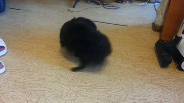Копия видео Весёлый пёс смотреть онлайн