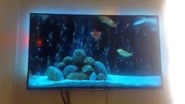 Smart tv Philips serie 8000 смотреть онлайн