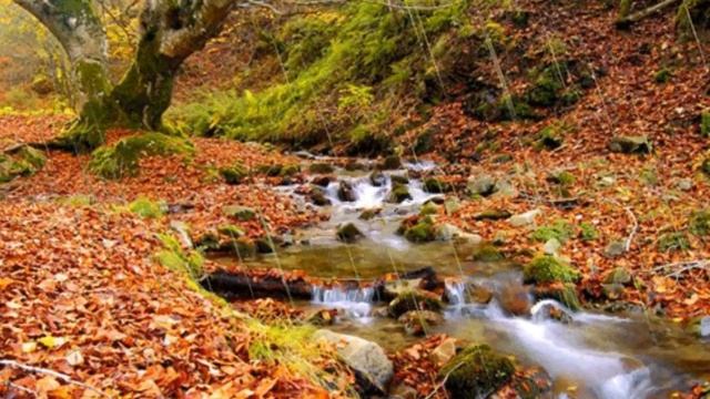 Осенний футаж. Дождливая погода в лесу смотреть онлайн