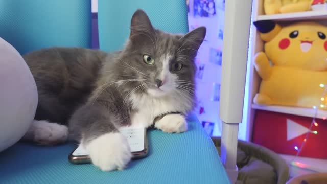 КИСА АЛИСА РАЗЫГРАЛА ВСЕХ! ХЭЛЛОУИН ПРАНК ОТ КОТОМОНСТРА смотреть онлайн