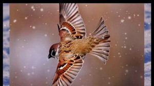 Саша Чёрный. Стихотворение  "Воробей".