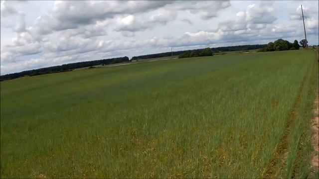 Обзор картофеля и ячменя. 22.06.2018 смотреть онлайн