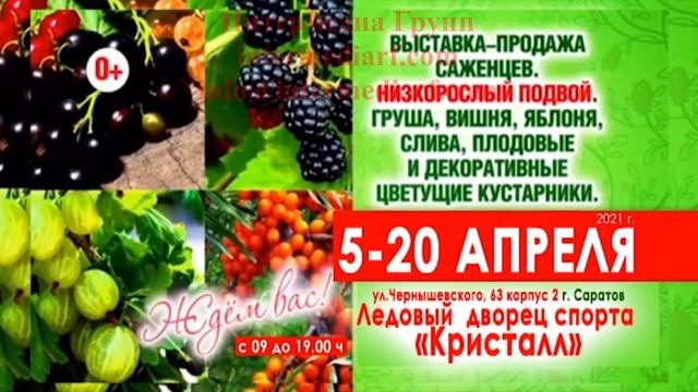 Стартовала рекламная кампания нашего клиента выставки "Выставка саженцев" на телевидении в Саратове смотреть онлайн