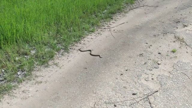 Это уж или степная гадюка? Ехал с Нового Кладбища на велике и чуть не наехал на змею. Мелитополь