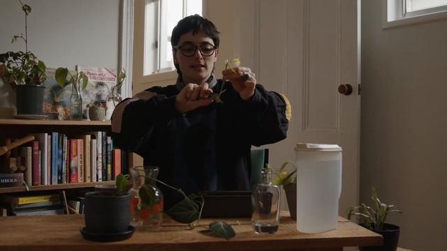 How to propagate indoor plants. Make more plants for FREE! Greenhills NH (Greensborough) смотреть онлайн