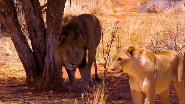 Wild 8K Video Ultra HD 120 FPS | 8K TV By TRUE 8K