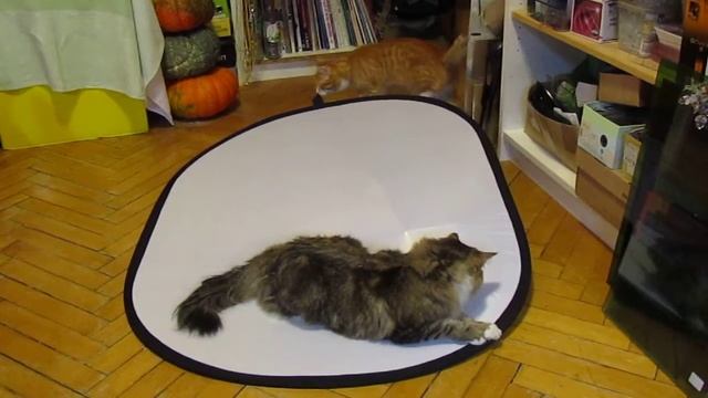 котики и отражатель ч.2 смотреть онлайн